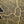 Gold Foil Maps